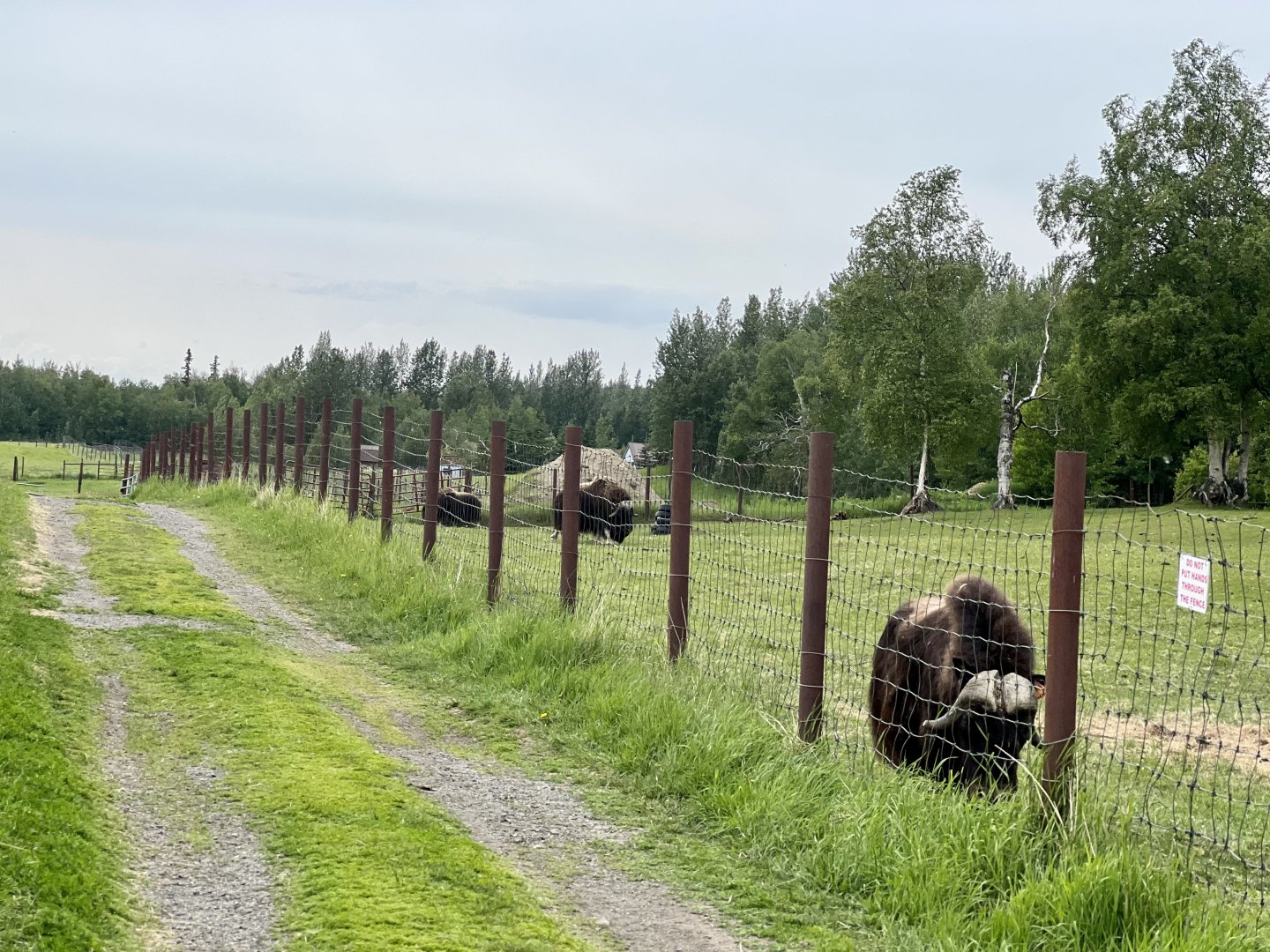 Muskox bulls pasture