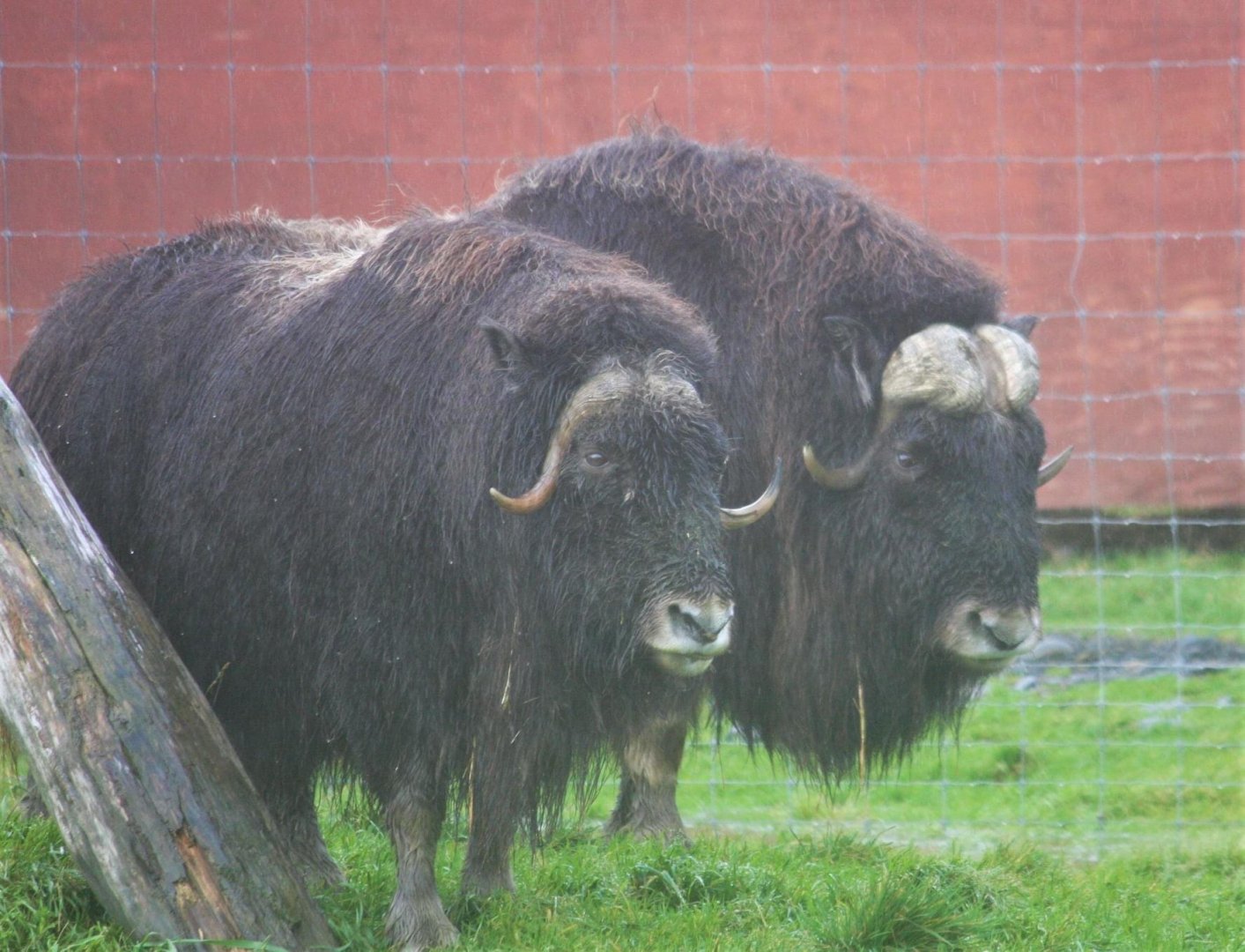 Muskox cow and bull.