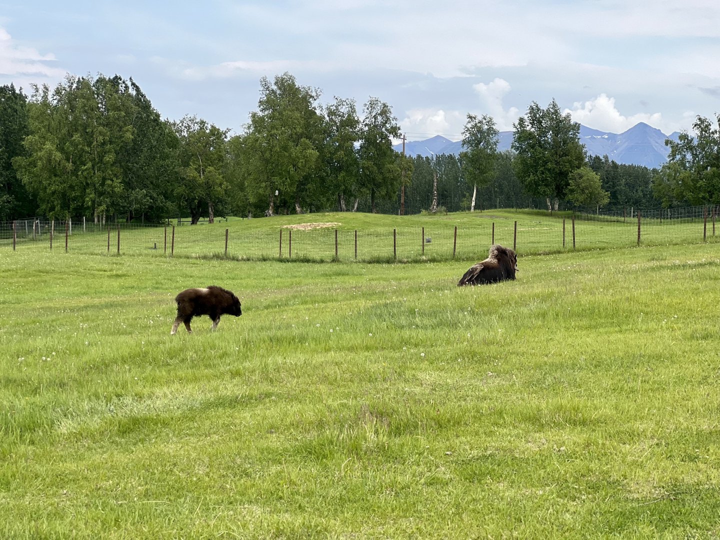Muskox cow with calf