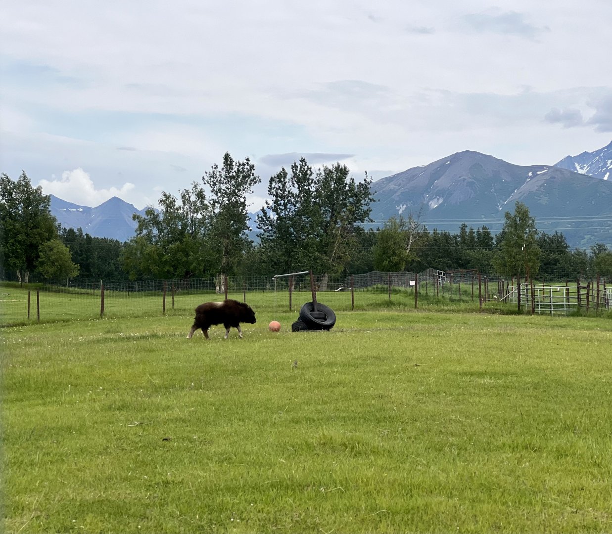Muskox cow with calf