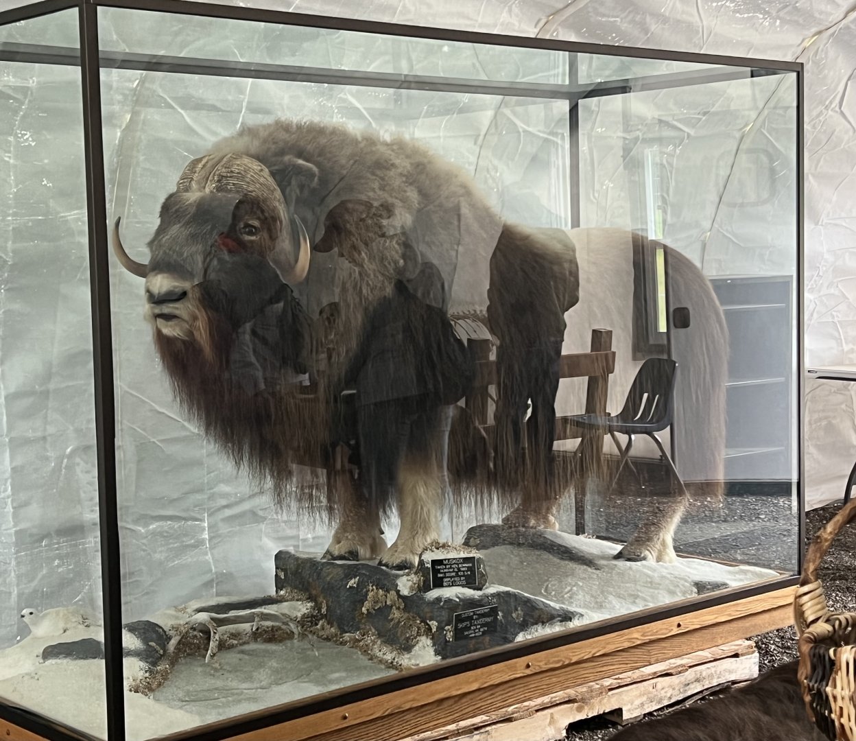 Muskox display