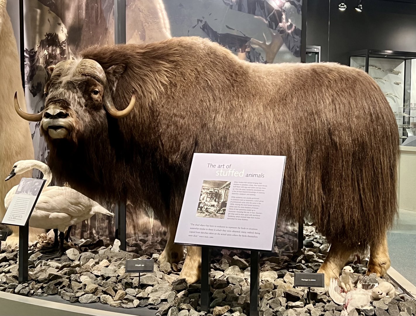 Muskox display