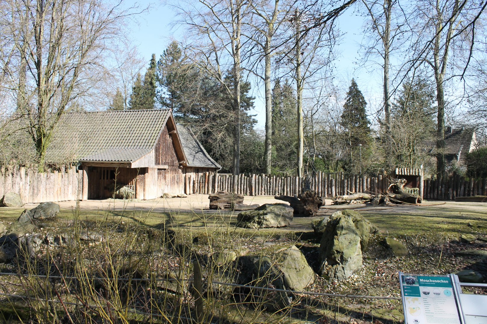 Muskox-enclosure