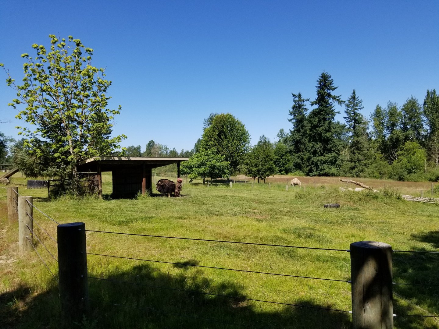 Muskox enclosure