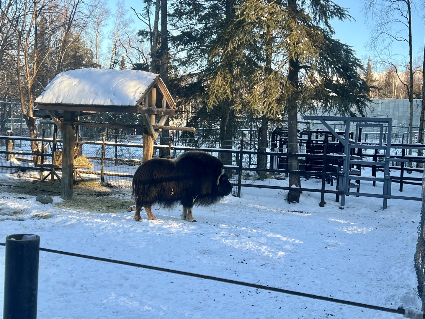 Muskox enclosure