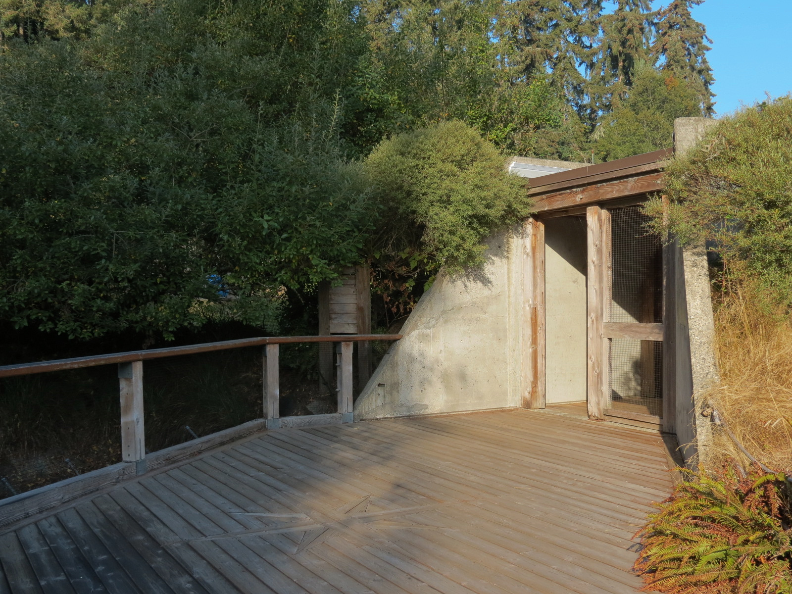 Muskox Exhibit 1 - Viewing Area