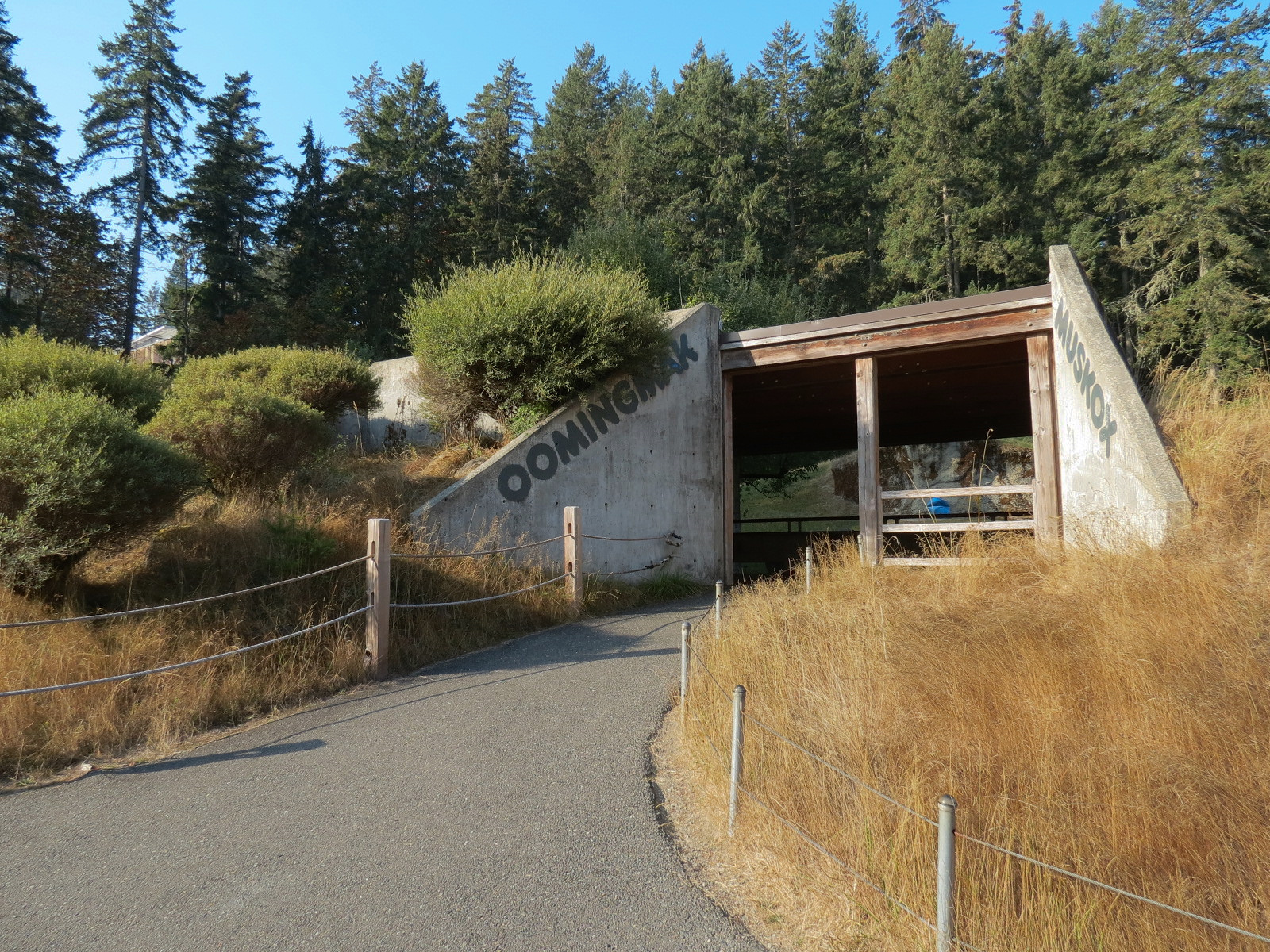 Muskox Exhibit 1 - Viewing Area