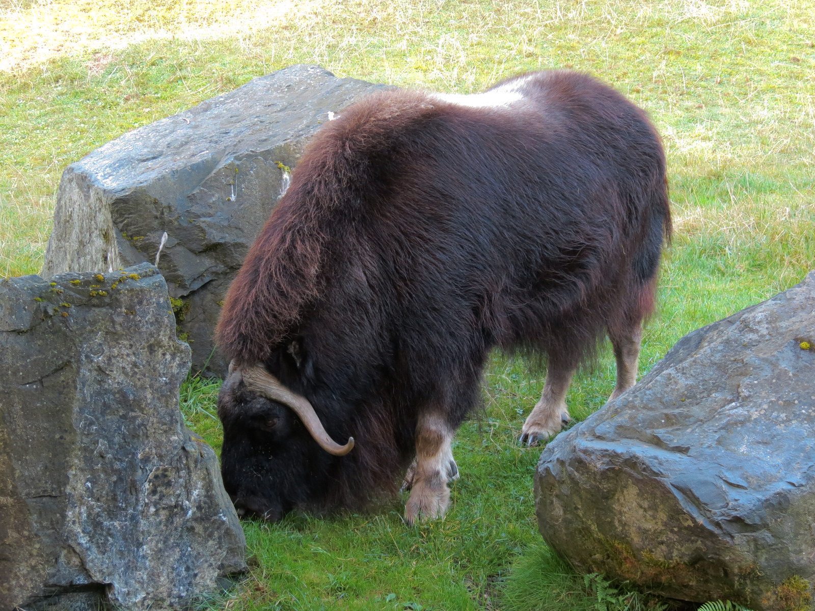 Muskox Exhibit 1