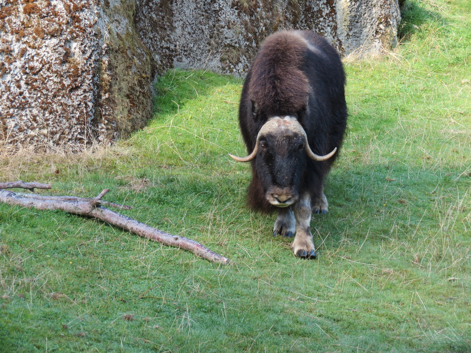 Muskox Exhibit 1