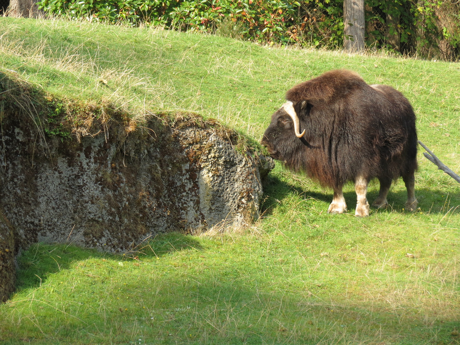 Muskox Exhibit 1