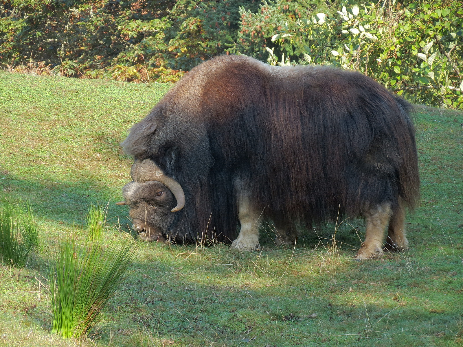 Muskox Exhibit 2