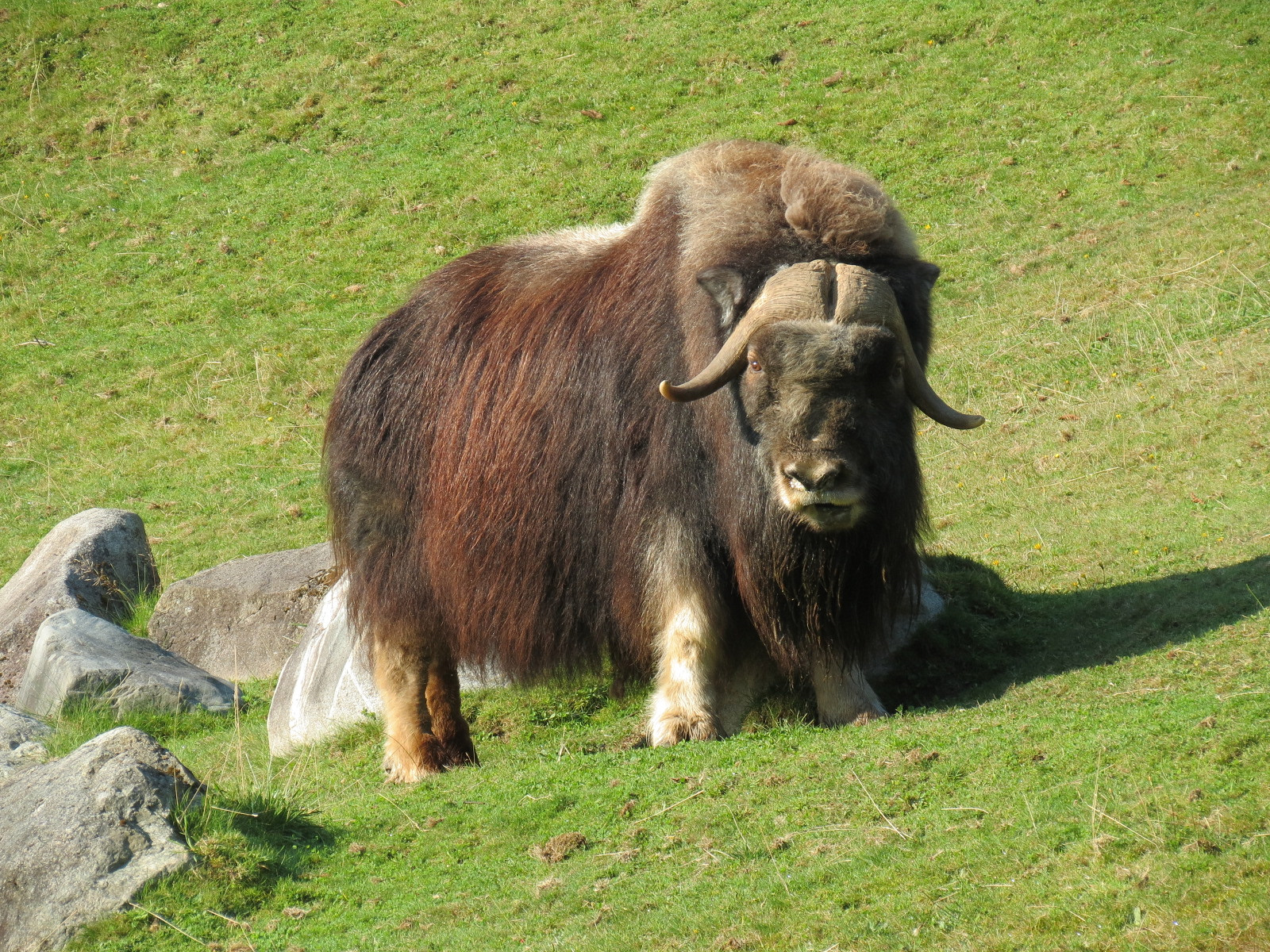 Muskox Exhibit 2