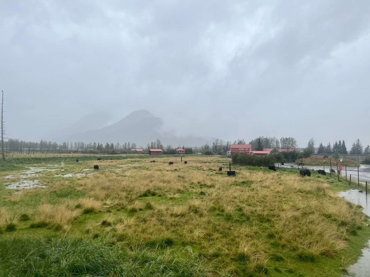 Muskox Exhibit Expansive View