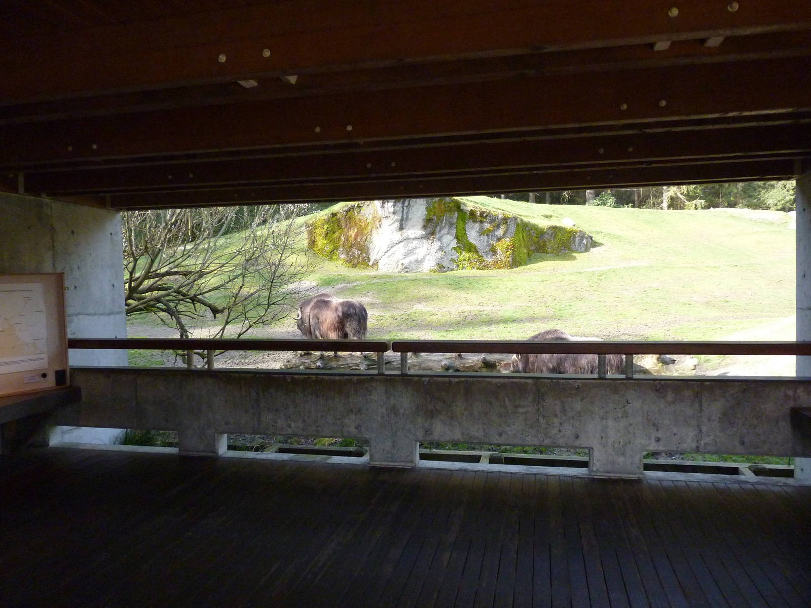 Muskox Exhibit - Viewing Shelter