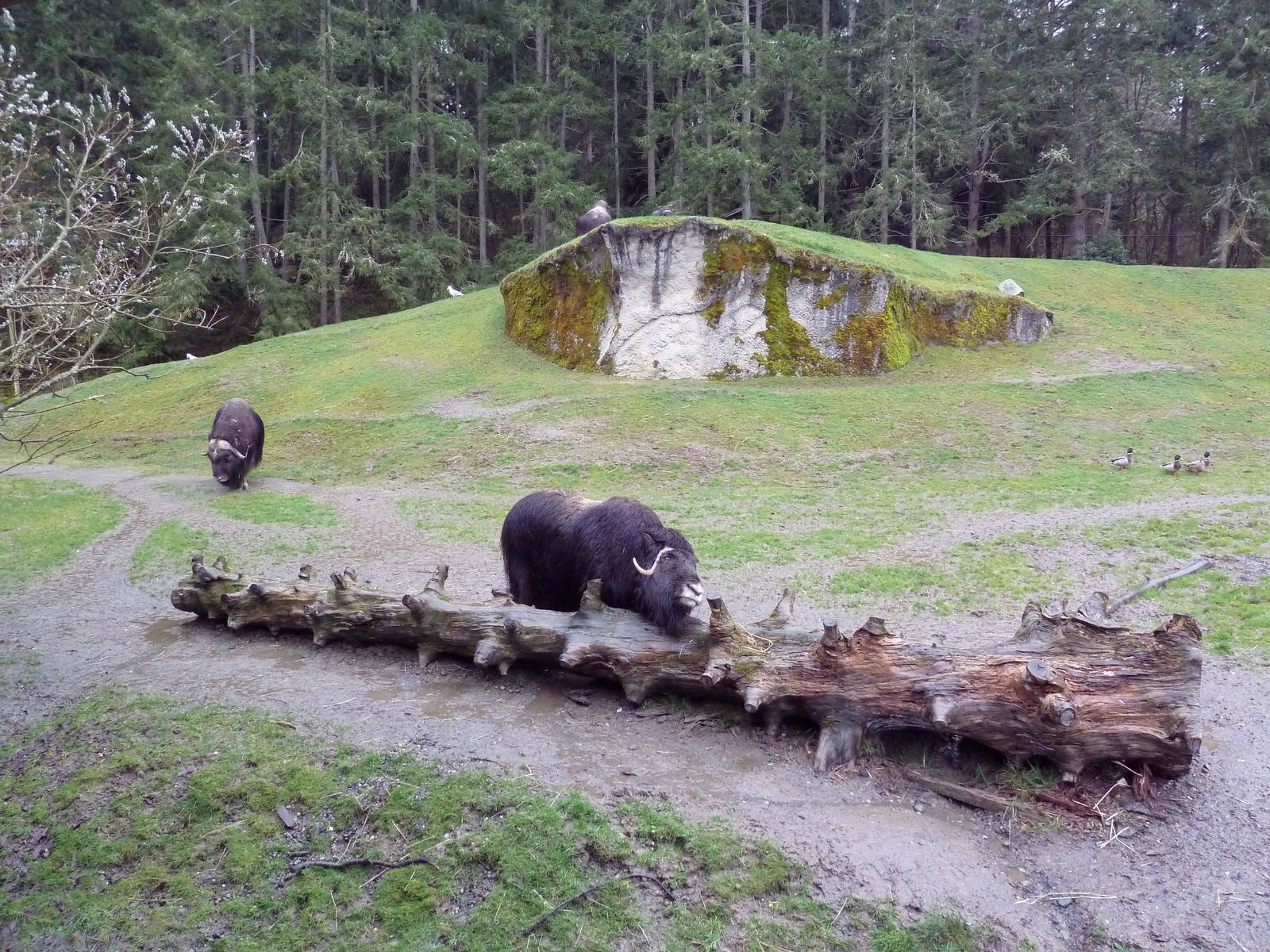 Muskox Exhibit
