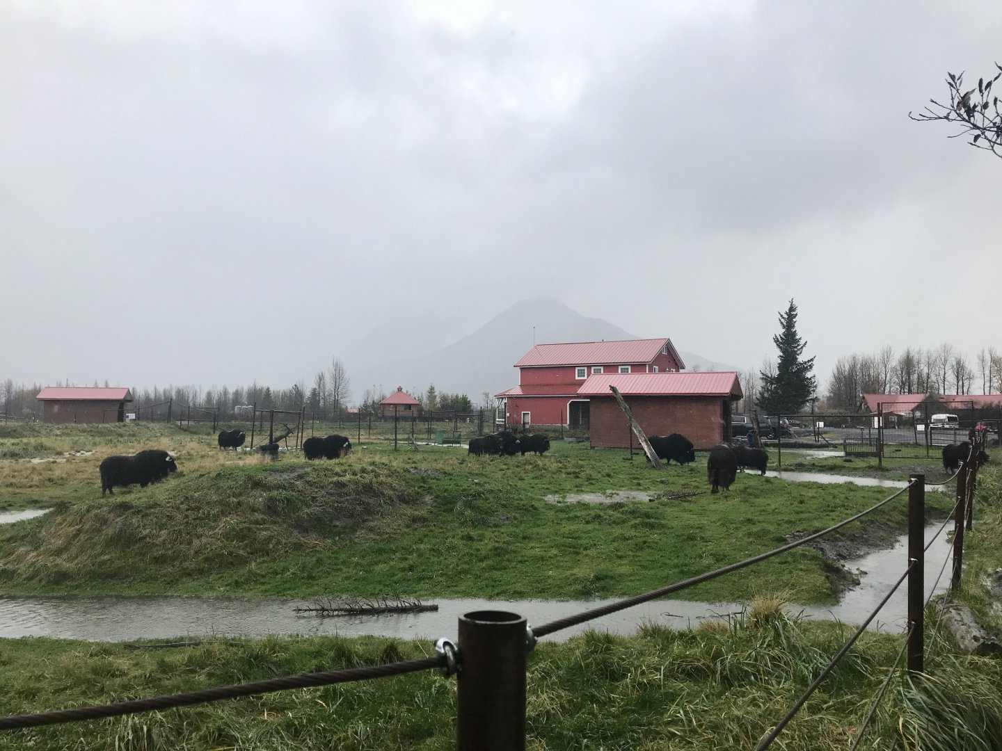 Muskox Exhibit