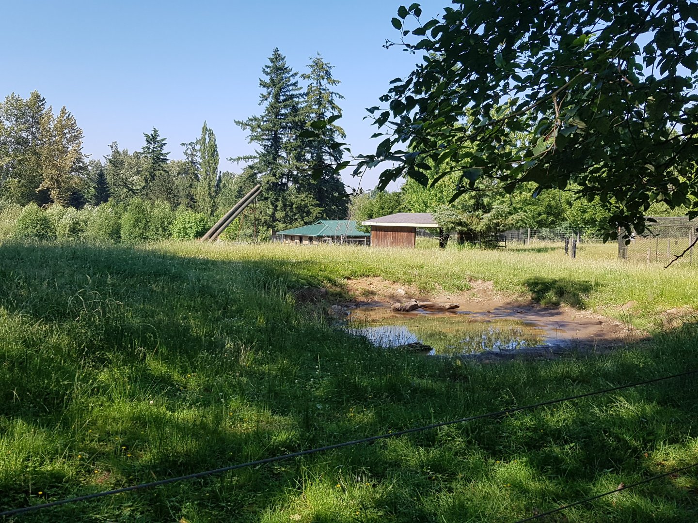 Muskox Exhibit