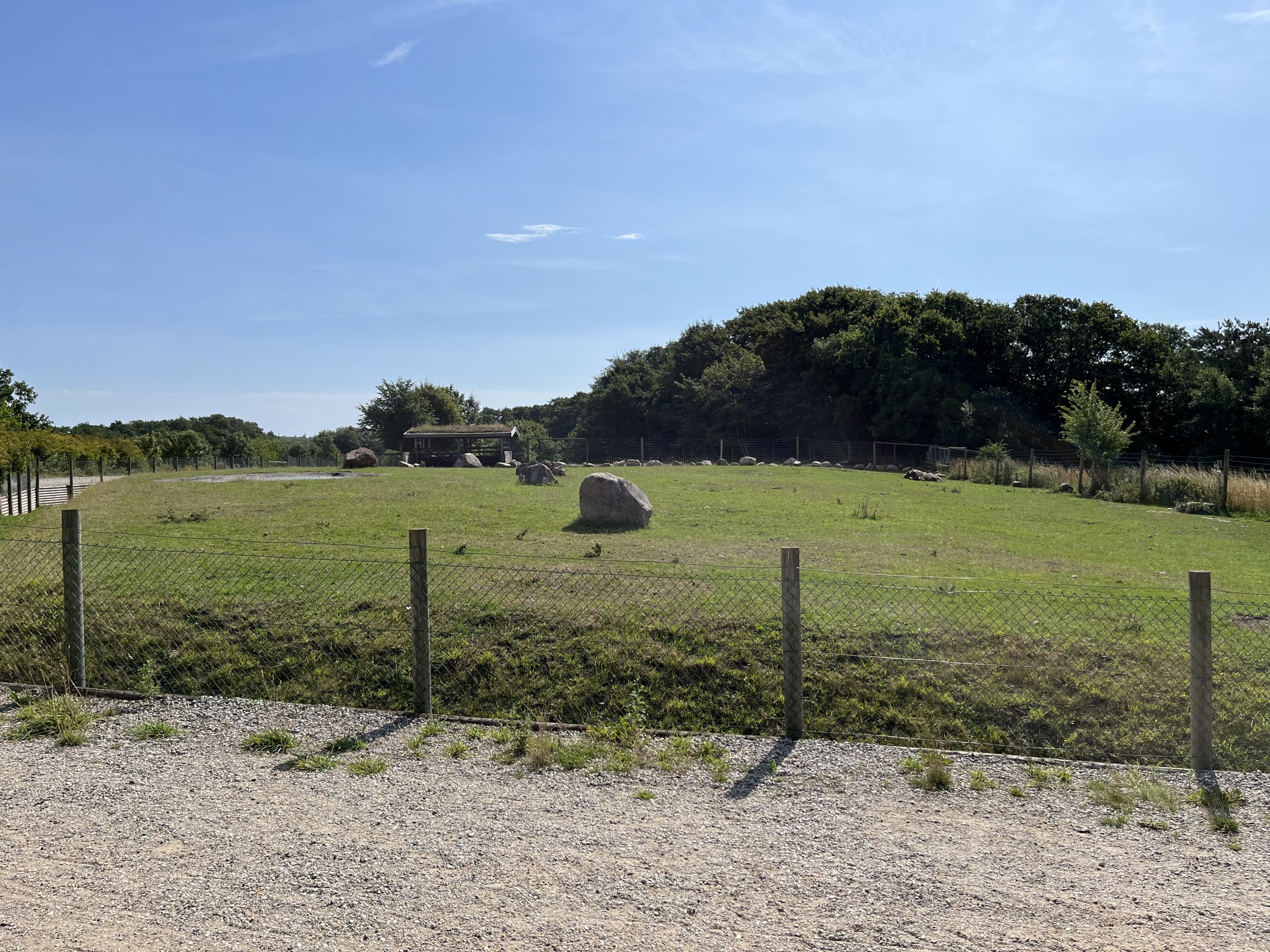 Muskox Exhibit