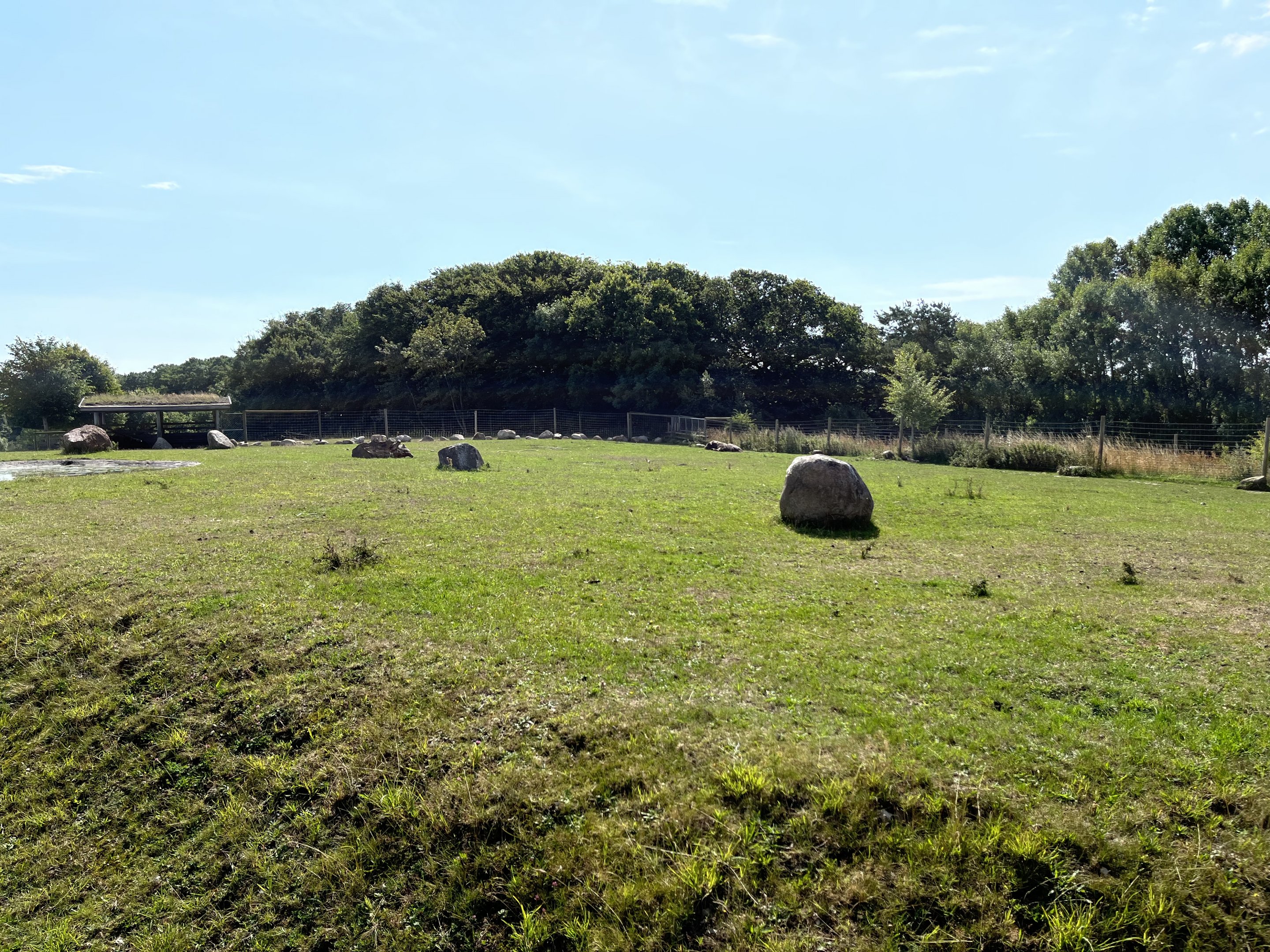 Muskox Exhibit