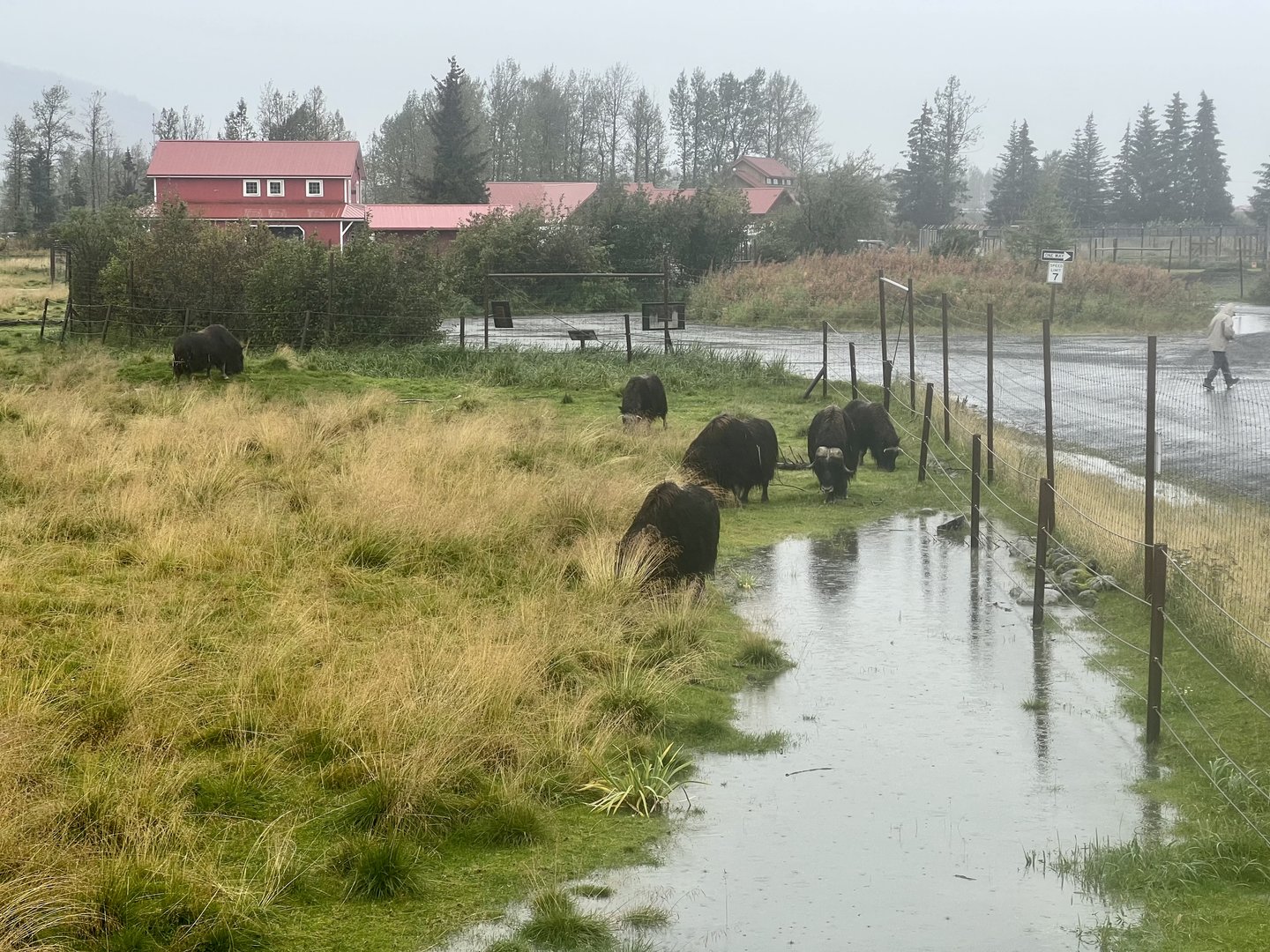 Muskox Exhibit