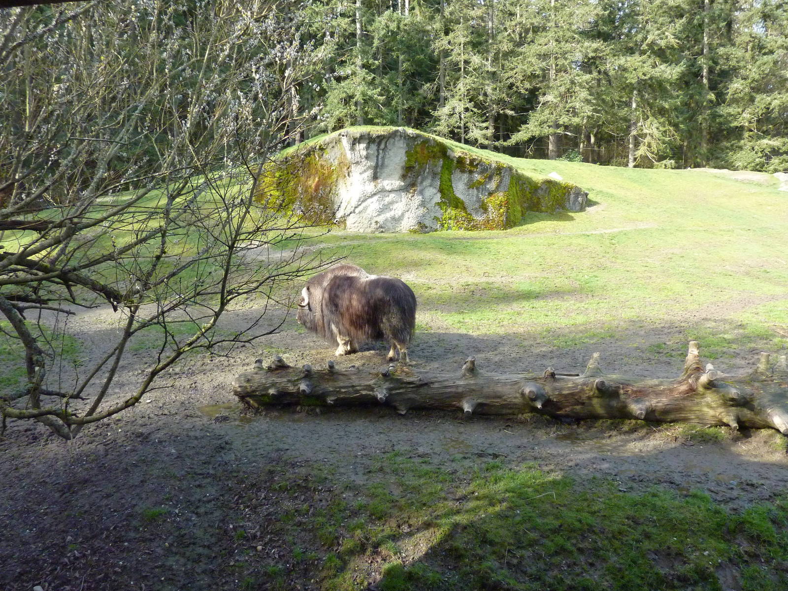 Muskox Exhibit