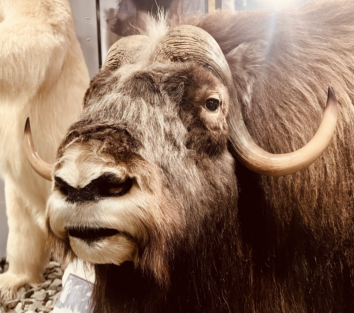 Muskox face