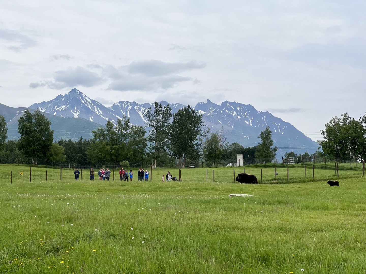 Muskox Farm, Palmer, Alaska, June 2022