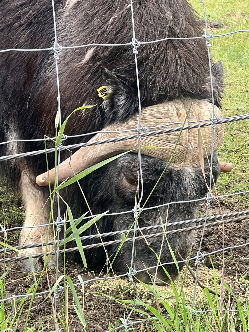 Muskox fed