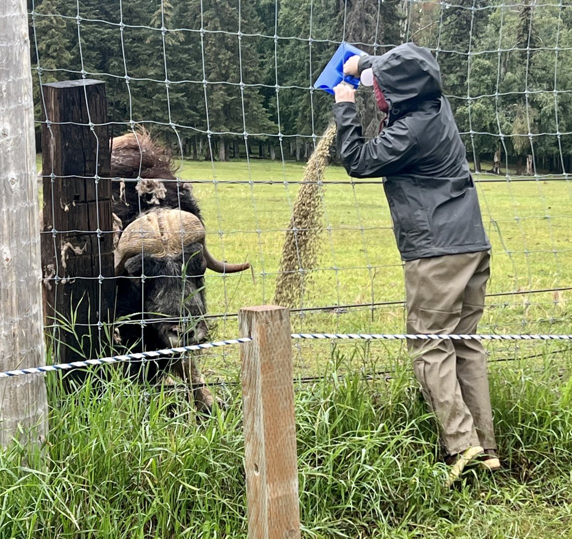 Muskox feeding
