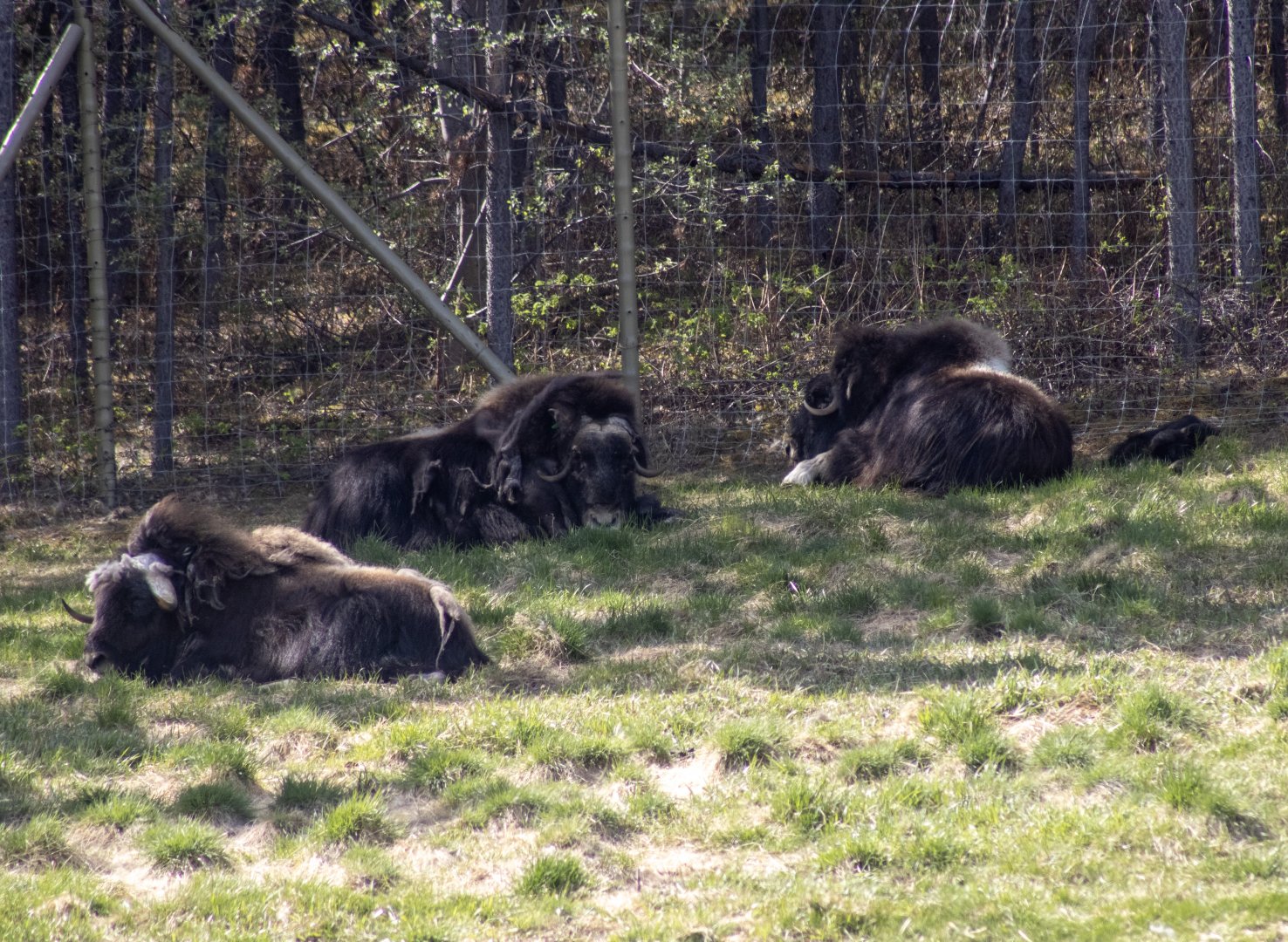 Muskox Herd