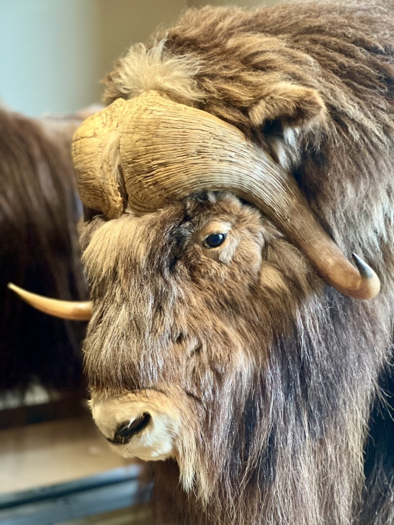 Muskox horn boss