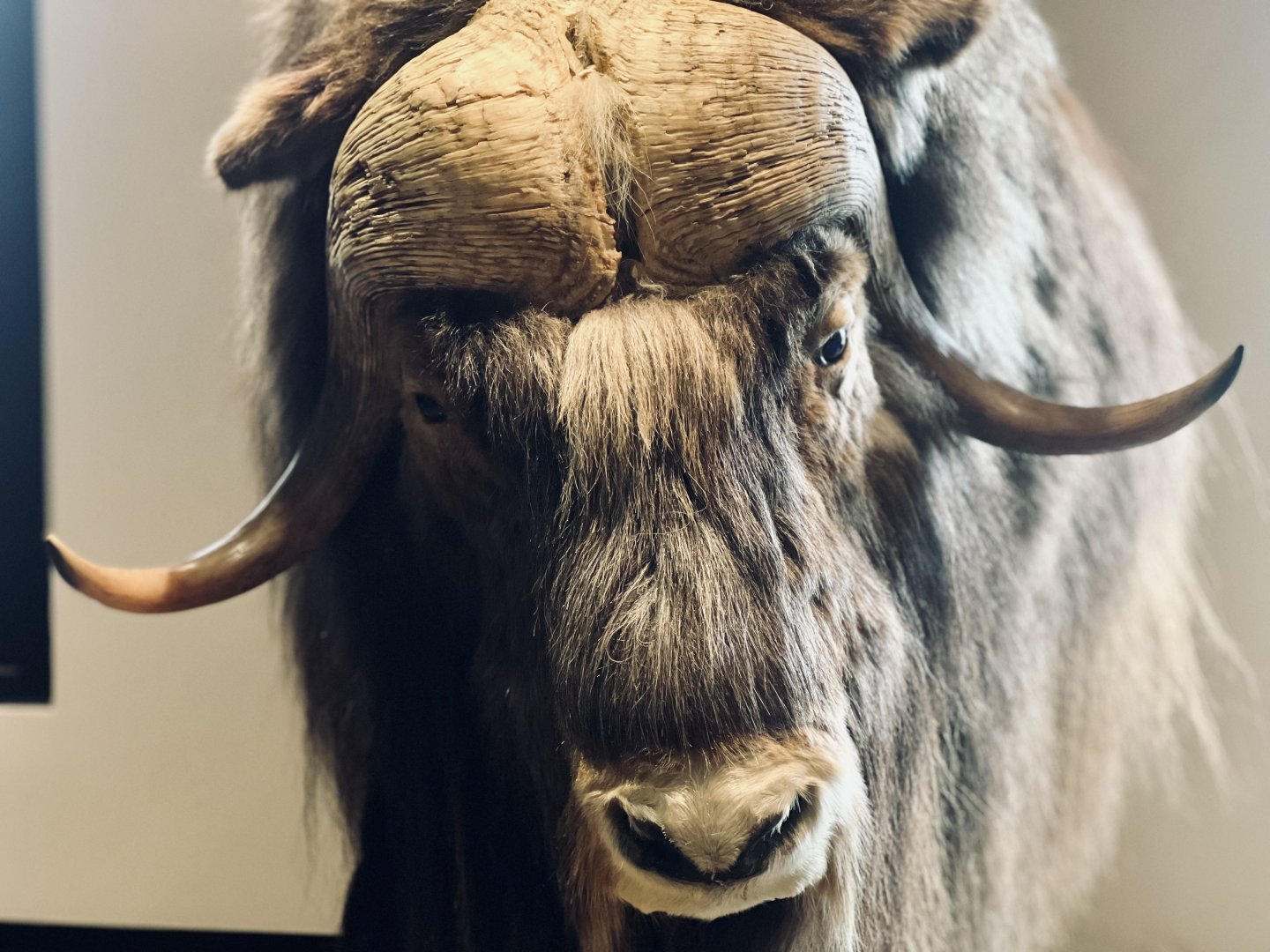 Muskox horn boss