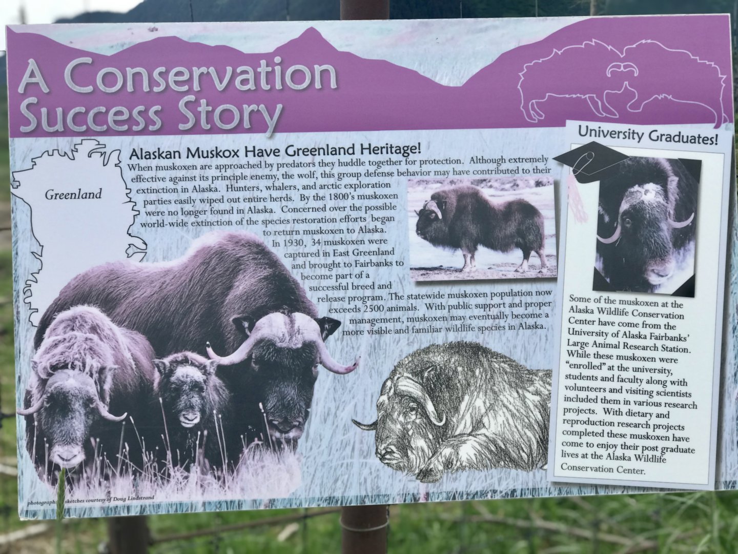 Muskox Information Sign