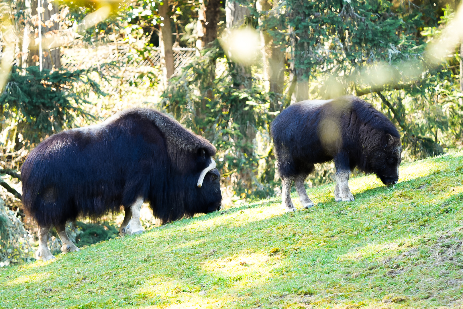 Muskox (Mother Charlotte & Calf Willow)