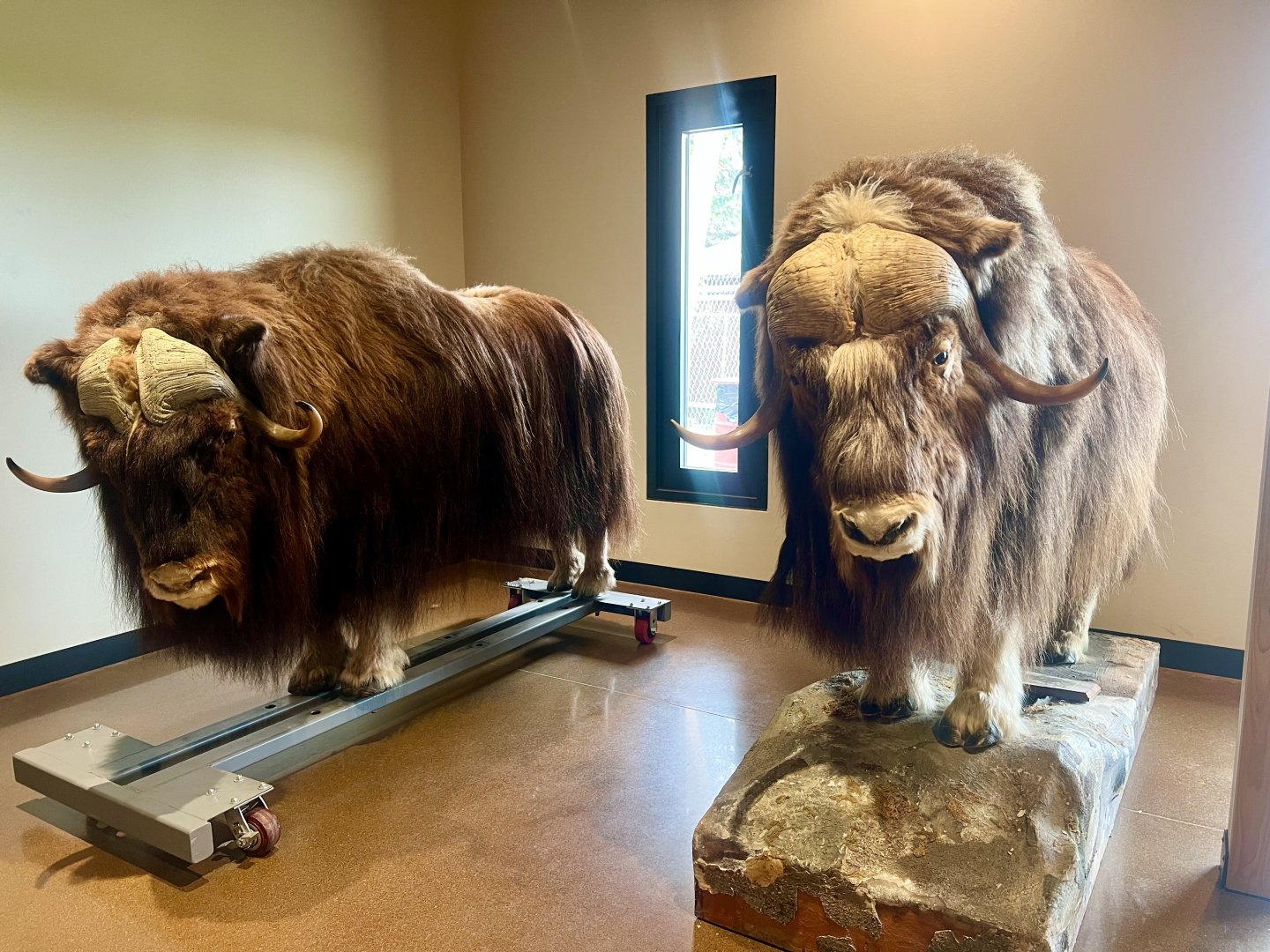 Muskox mounts - Bull and Cow