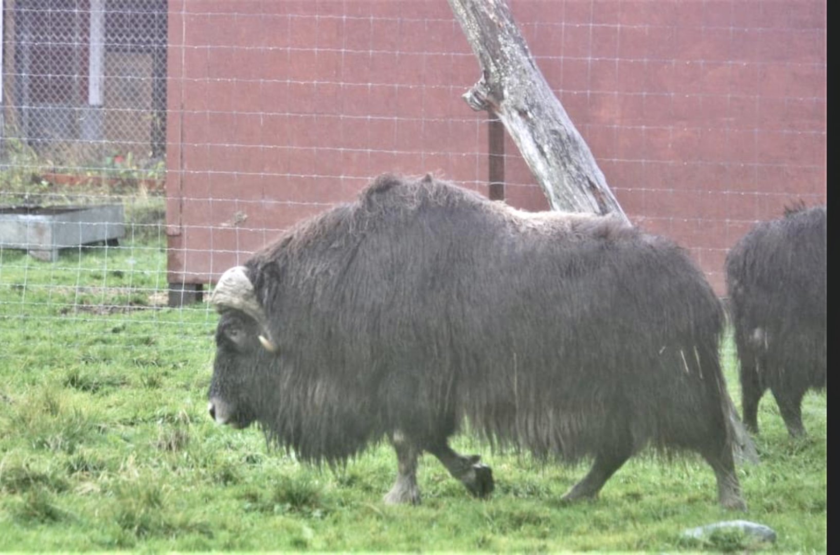 Muskox - October 2020