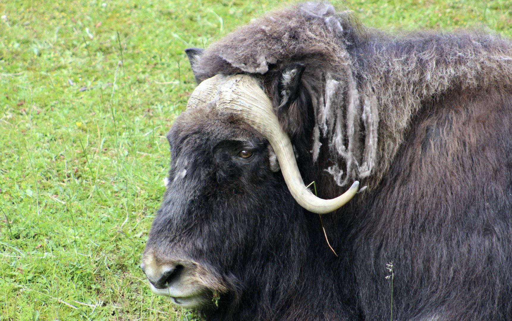 Muskox (Ovibos moschatus) "Charlotte"