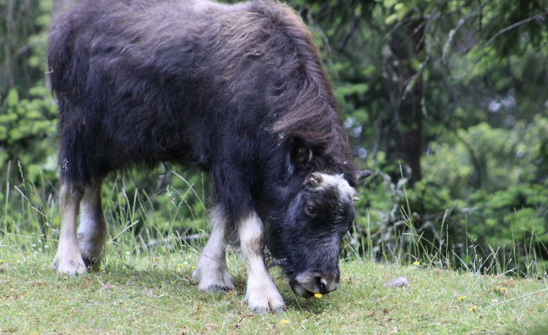 Muskox (Ovibos moschatus) "Willow"