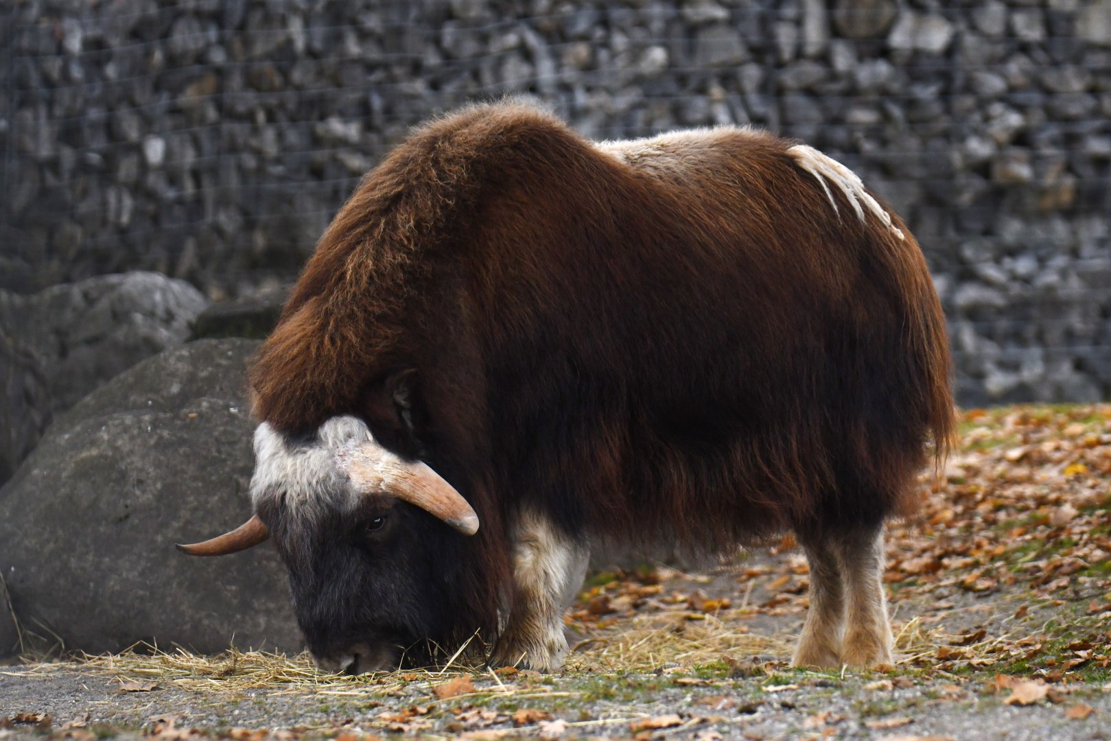 Muskox (Ovibos moschatus)