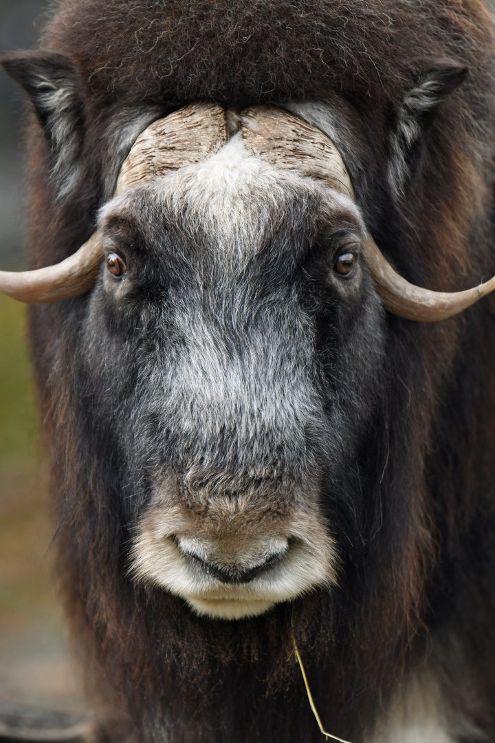 Muskox (Ovibos moschatus)