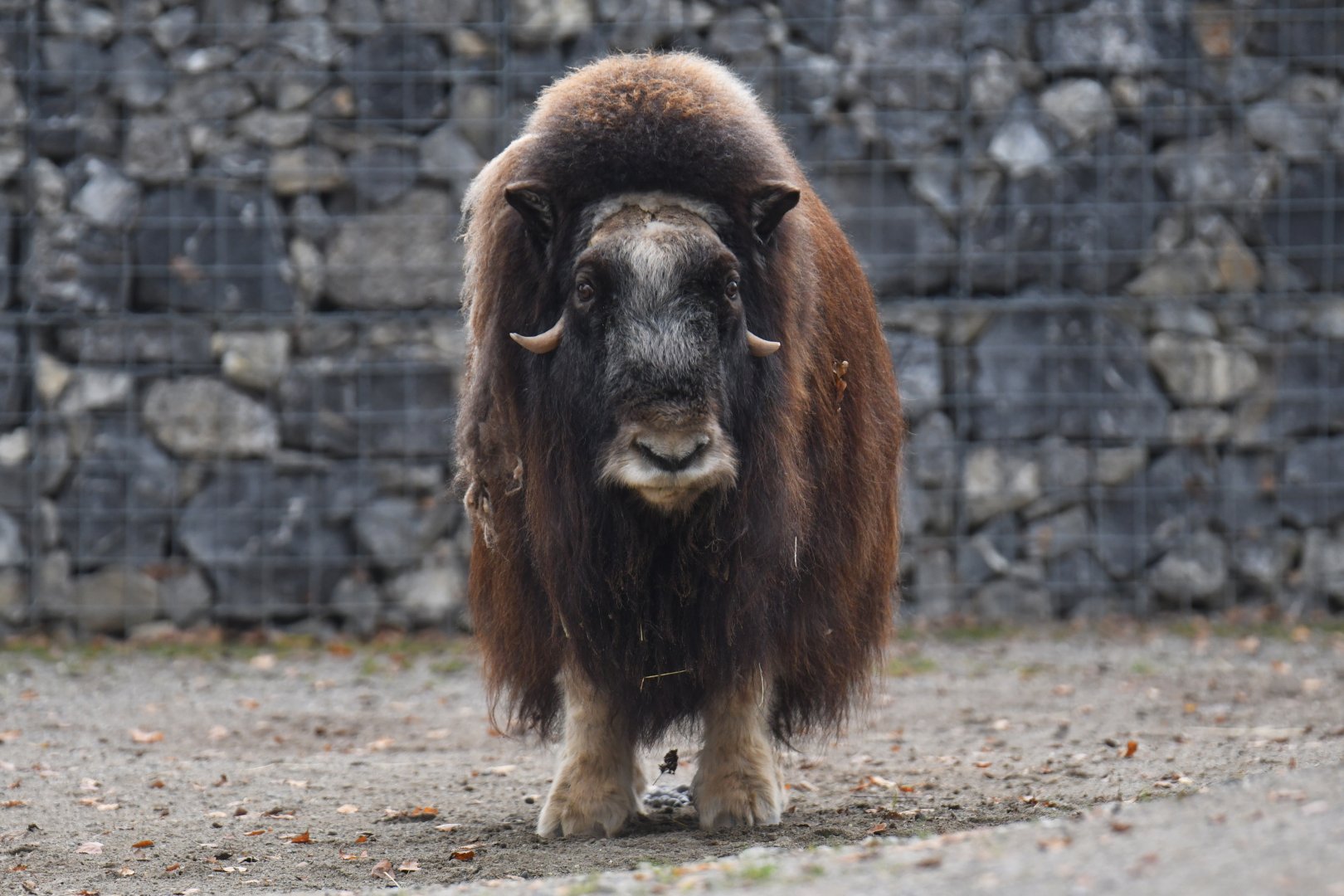 Muskox (Ovibos moschatus)