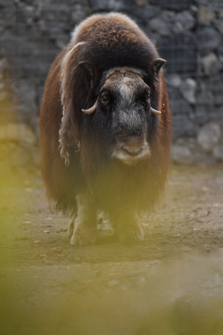 Muskox (Ovibos moschatus)