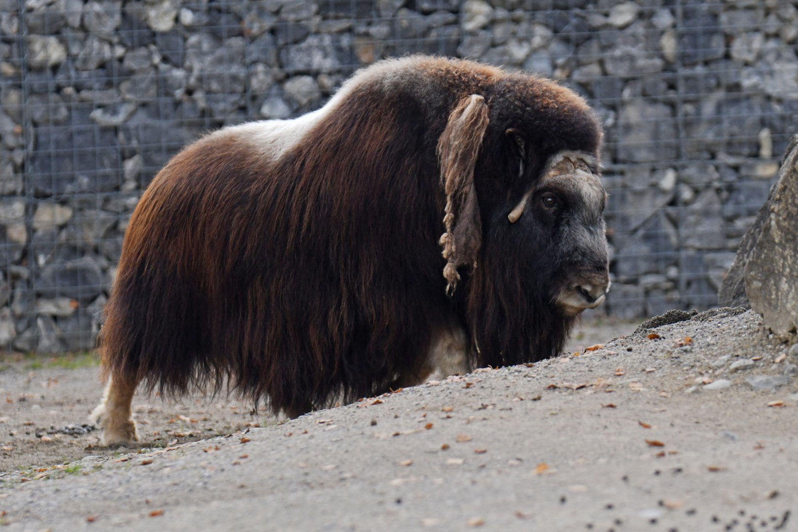 Muskox (Ovibos moschatus)