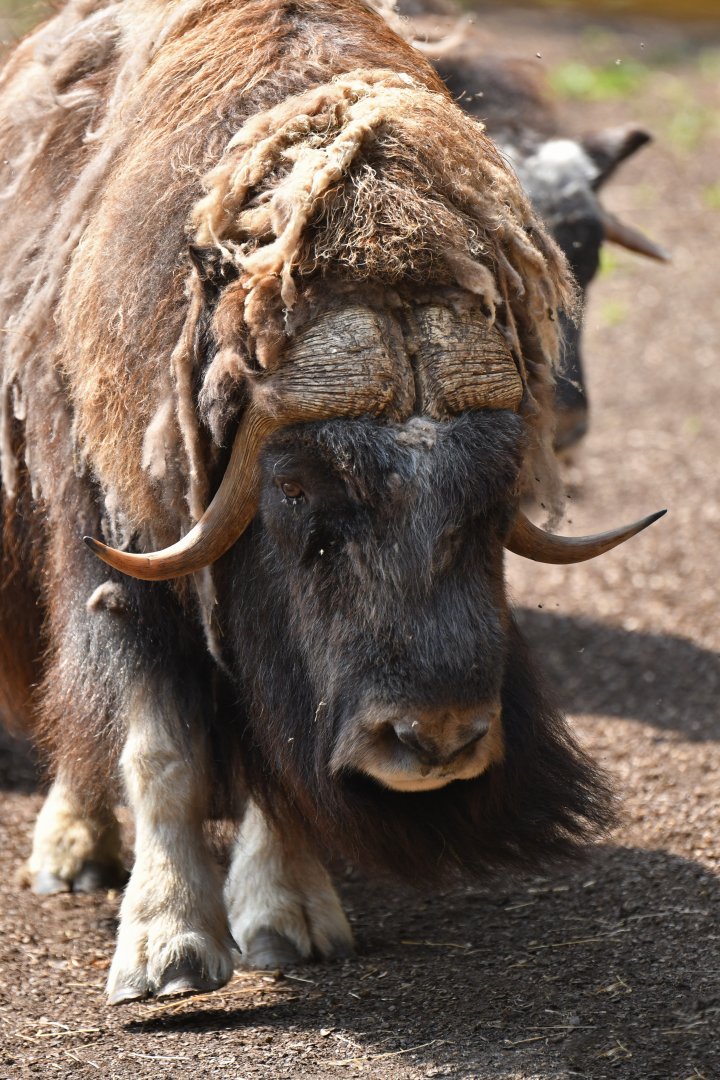 Muskox (Ovibos moschatus)