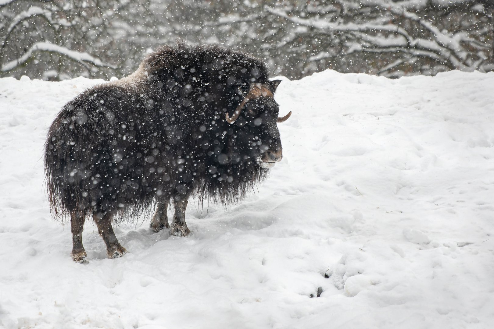Muskox (Ovibos moschatus)