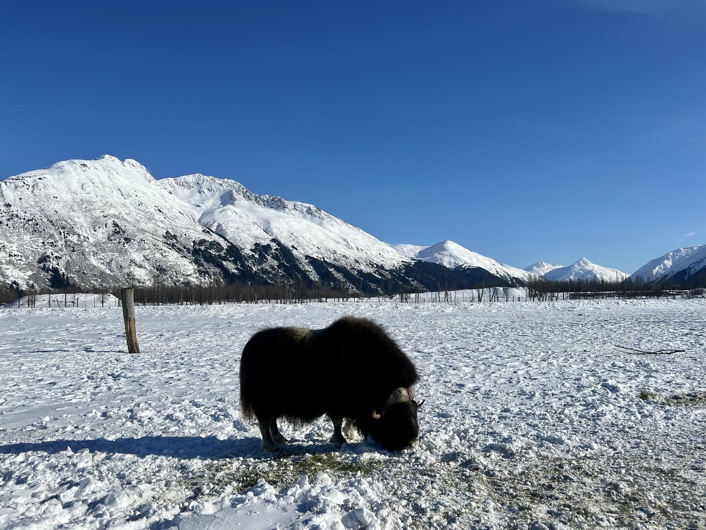 Muskox Paddock