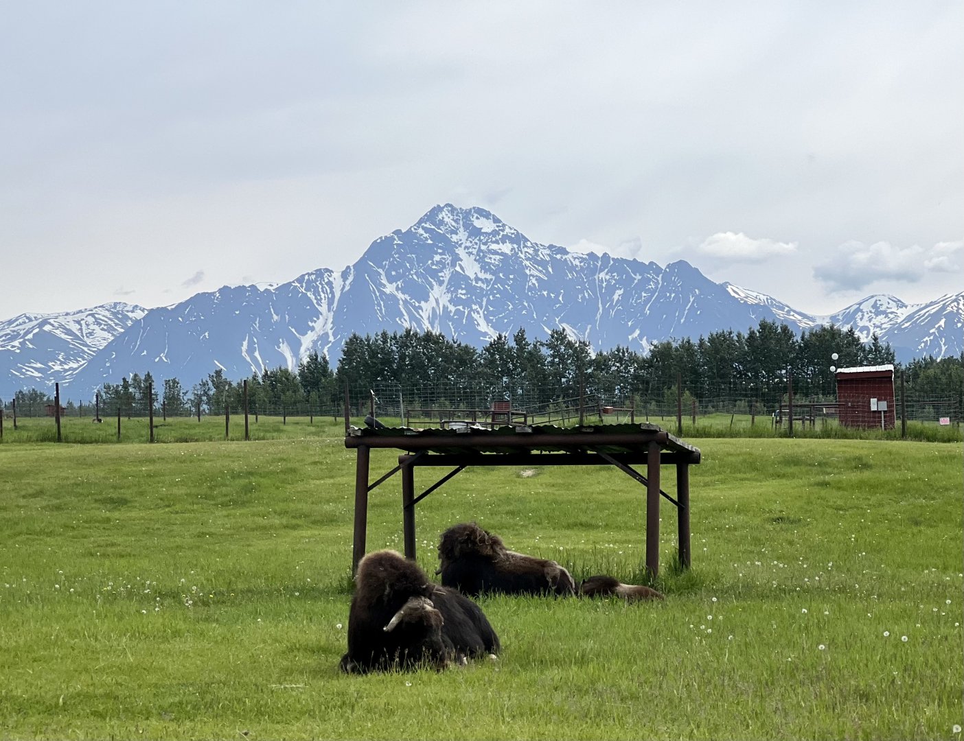Muskox pasture with Pioneer Peak in the background