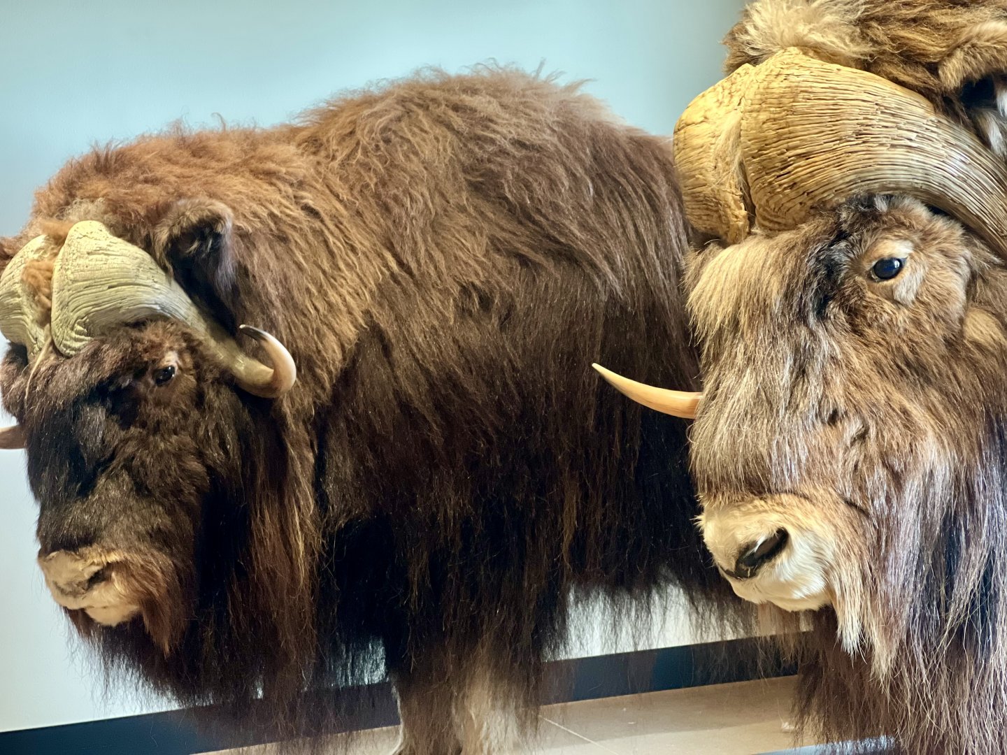 Muskox profiles