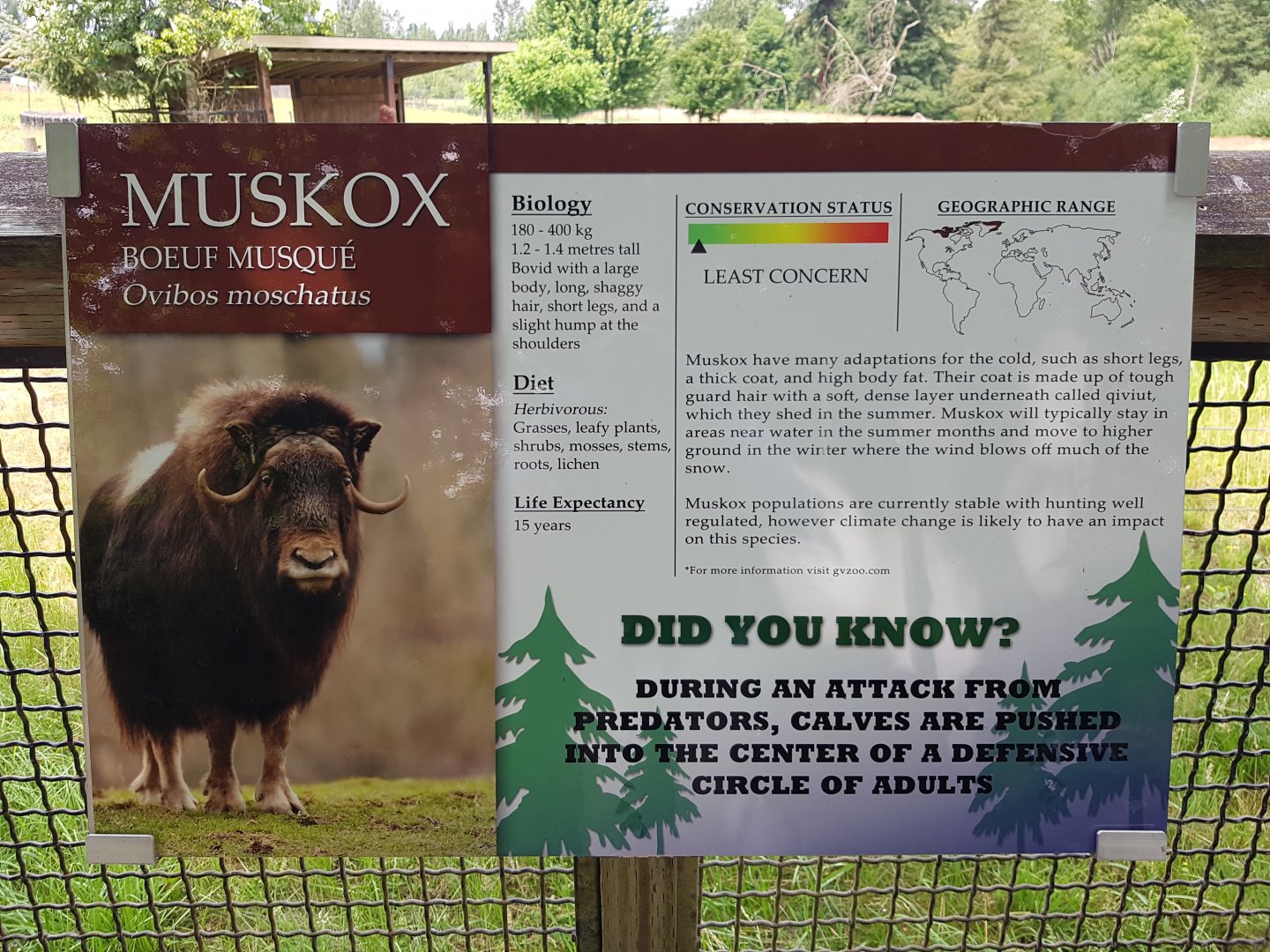 Muskox Sign