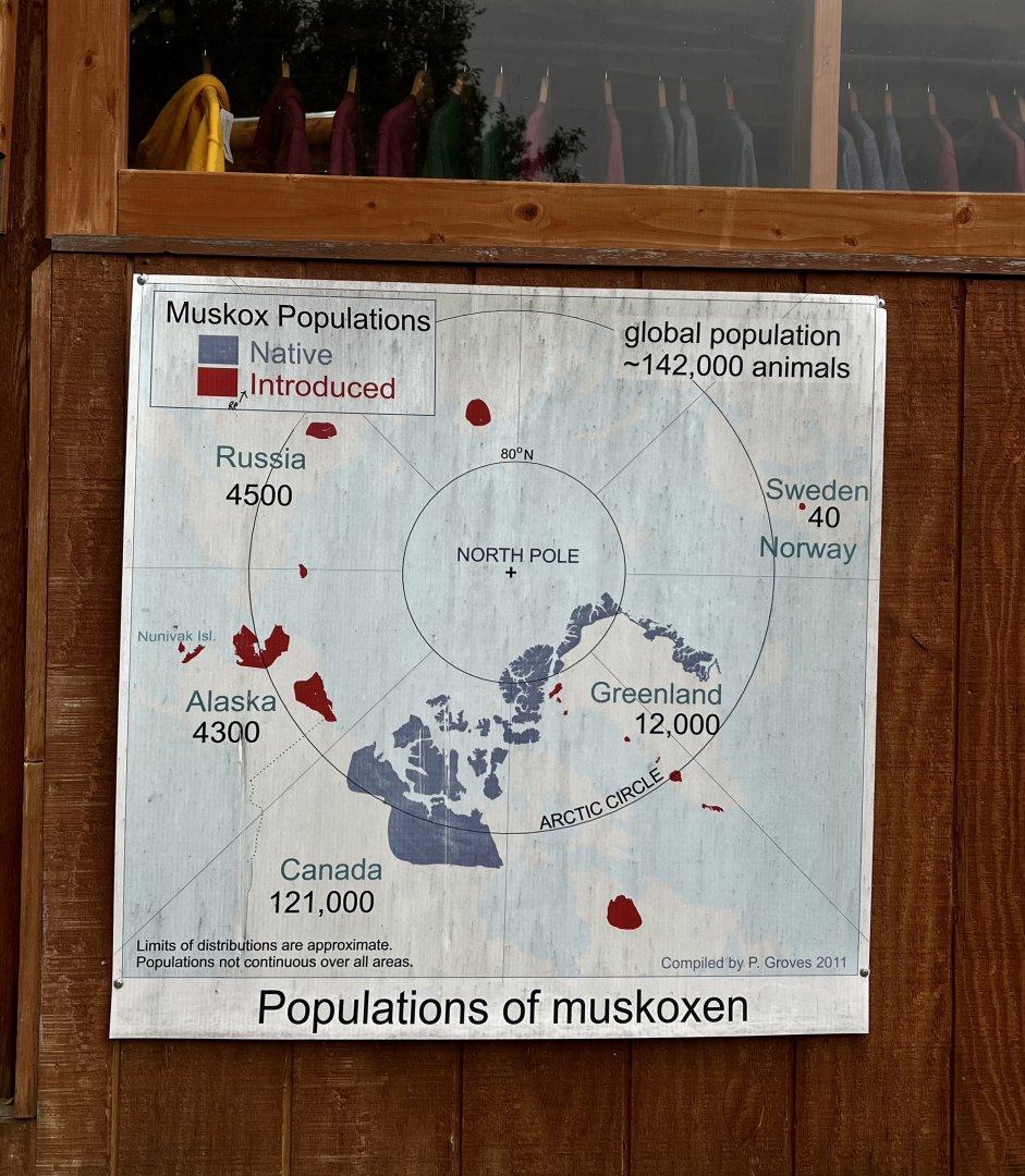 Muskox Sign
